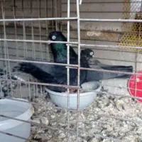 یک جفت طوقی خوشکل ویک جفت سوسک نشک سفید وچشم سفید|پرنده|تهران, تهرانسر مرکزی|دیوار
