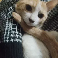 واگذاری گربه|گربه|زابل, |دیوار