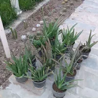 آلوورا درمانی