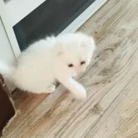 گربه میکس پرشین و DLH ( مو بلند)|گربه|لنگرود, |دیوار