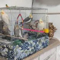 عروس هلندی لوتینو و خاکستری|پرنده|فامنین, |دیوار