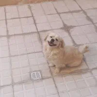 سگ پا کوتاه اشپیتز میکس