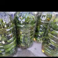 خیار شور خانگی