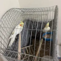 عروس هلندی مولد با جوجه