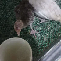 جوجه بوقلمون وبرهما یکماهه