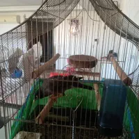 مینا|پرنده|شاهین‌شهر, طالقانی|دیوار