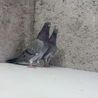 کبوتر