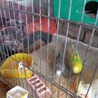 مرغ عشق|پرنده|آبدانان, |دیوار