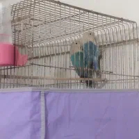 یه جفت طوطی برزیلی|پرنده|شیراز, فرگاز|دیوار