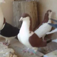 سیاهپوش و رنگی