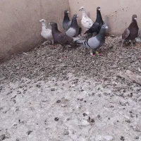 کفتر پرشی نر قلدور ماده دسپر