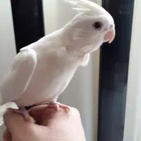 عروس هلندی آلبینو ولوتینو