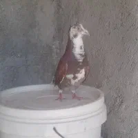 کبوتر