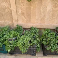 گل آپارتمانی|گل و گیاه طبیعی|تربتحیدریه, قائم|دیوار