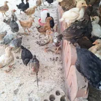 جوجه محلی اصل دوماهه۲۷۰هزارمقطوع خریدارپیام بده