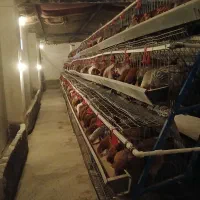 تخم مرغ محلی|عمده‌فروشی|تربت جام, نظامی|دیوار