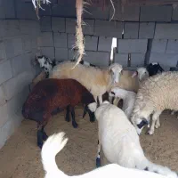 تعدادی بز بره. کهره. با بهترین قیمت|حیوانات مزرعه|فین, |دیوار