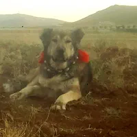 یک جفت سگ گله