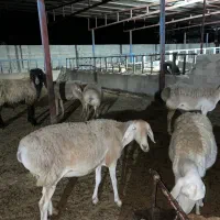 فروش میش / گوسفند چینی//50 راس میش ترکی|حیوانات مزرعه|کازرون, |دیوار
