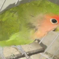 طوطی برزیلی کوتوله نر بالغ