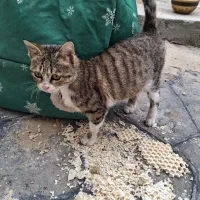 واگذاری گربه رایگان