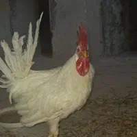 خروس