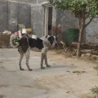 سگ نگهبان
