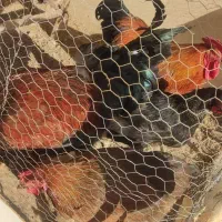 معاوضه خروس جوان با مرغ