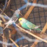 مرغ عشق ماده