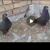 کبوتر زاغ
