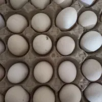 تخم مرغ محلی نطفه دار|خوردنی و آشامیدنی|گنبد کاووس, |دیوار