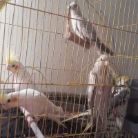 فروش عروس هلندی