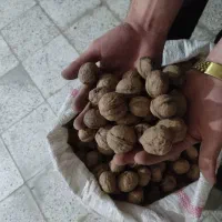 گردو مرتب و عالی