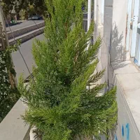 درختچه کاج لاوسون طلایی