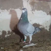 مسافتی نر و ماده|پرنده|فیروزآباد (آذربایجان), |دیوار