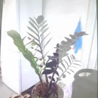 گل معاوضه باپرنده