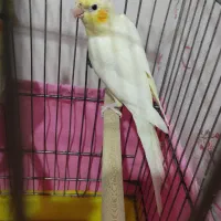 عروس هلندی نر جوان