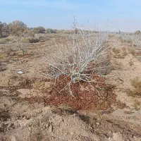 فروش-زمین-کشاورزی-2-5هکتار
