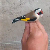سهره|پرنده|عجب شیر, |دیوار