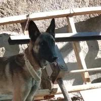 دوتا سگ واگذار