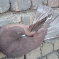 کفتر پرشی|پرنده|قم, باغ شازده|دیوار