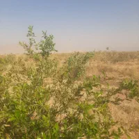 خانه  و باغ در روستا|فروش خانه و ویلا|شیراز, دباغ خانه|دیوار