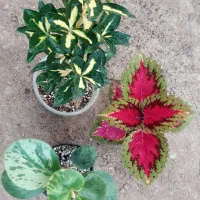 گل های زیبا