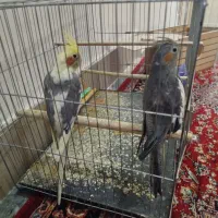 عروس هلندی|پرنده|مرند, |دیوار