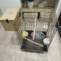 قفس بزرگ|لوازم جانبی حیوانات|دزفول, |دیوار