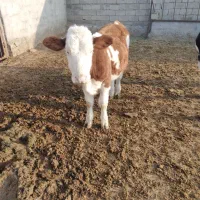 گوساله ماده