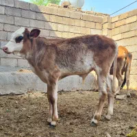 گوساله نر