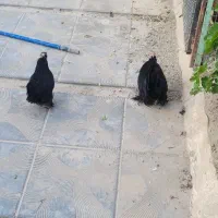 مرغ و خروس پا کوتاه مینیاتوری و خروس سلطان
