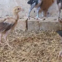 مرغ لاری|حیوانات مزرعه|سرایان, |دیوار