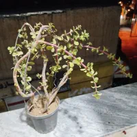 نهال کاراسولا